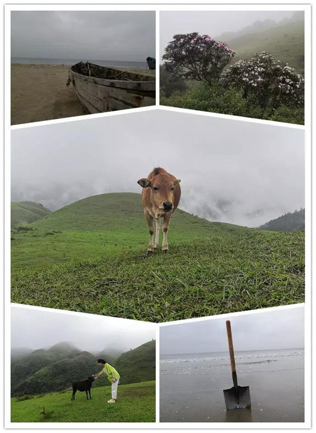 5月1日，陽西藍(lán)袍藍(lán)看海，陽春雞籠頂?shù)巧劫p高山杜鵑